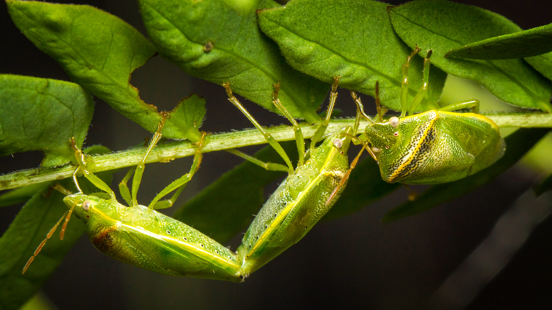 Red Banded Stink Bug Barbados